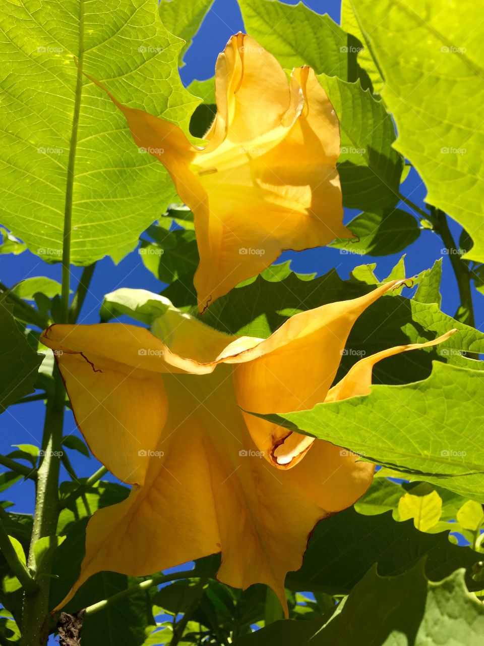 Bright Trumpets