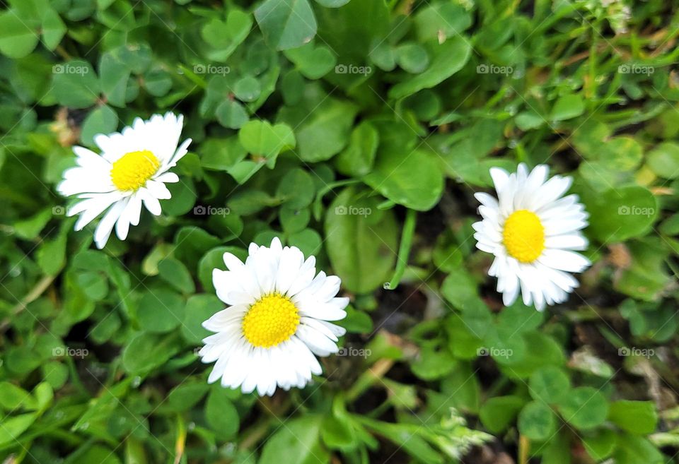 Daisies