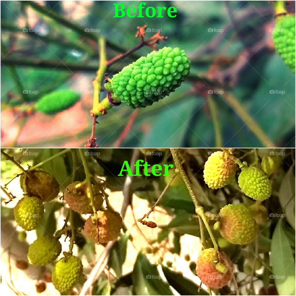 litchi tree ( Before-After)