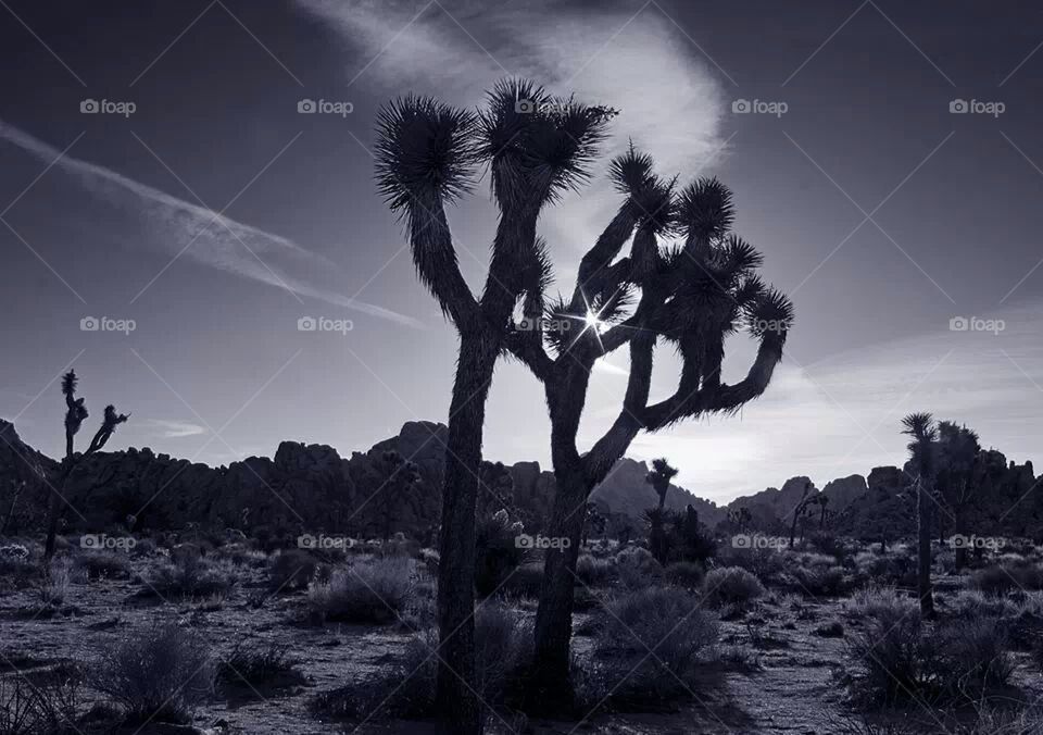 Joshua Tree