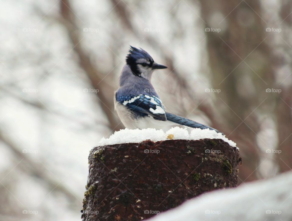 Bluejay on a snow covered stump.
