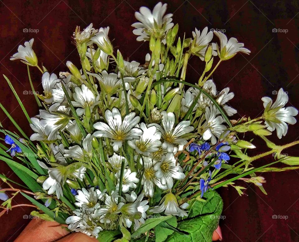 весеннее чудо