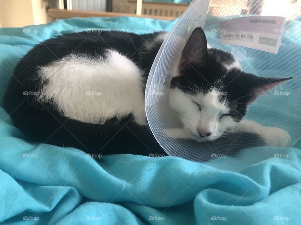 Cat with cone 