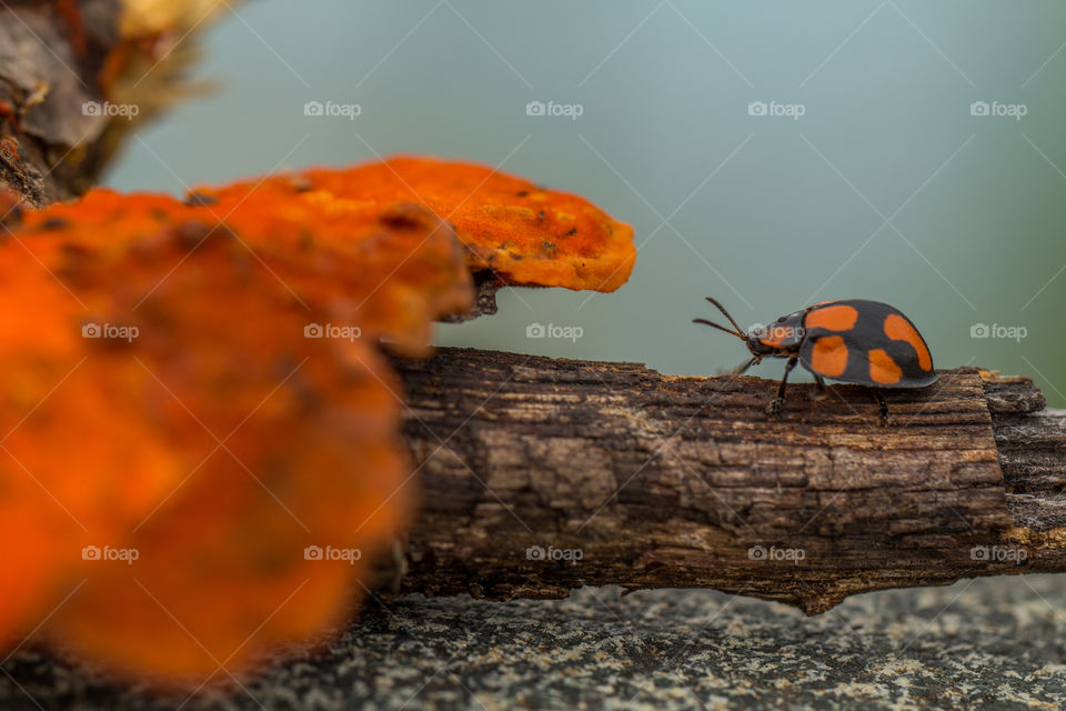 orange ladybug and orange fungi