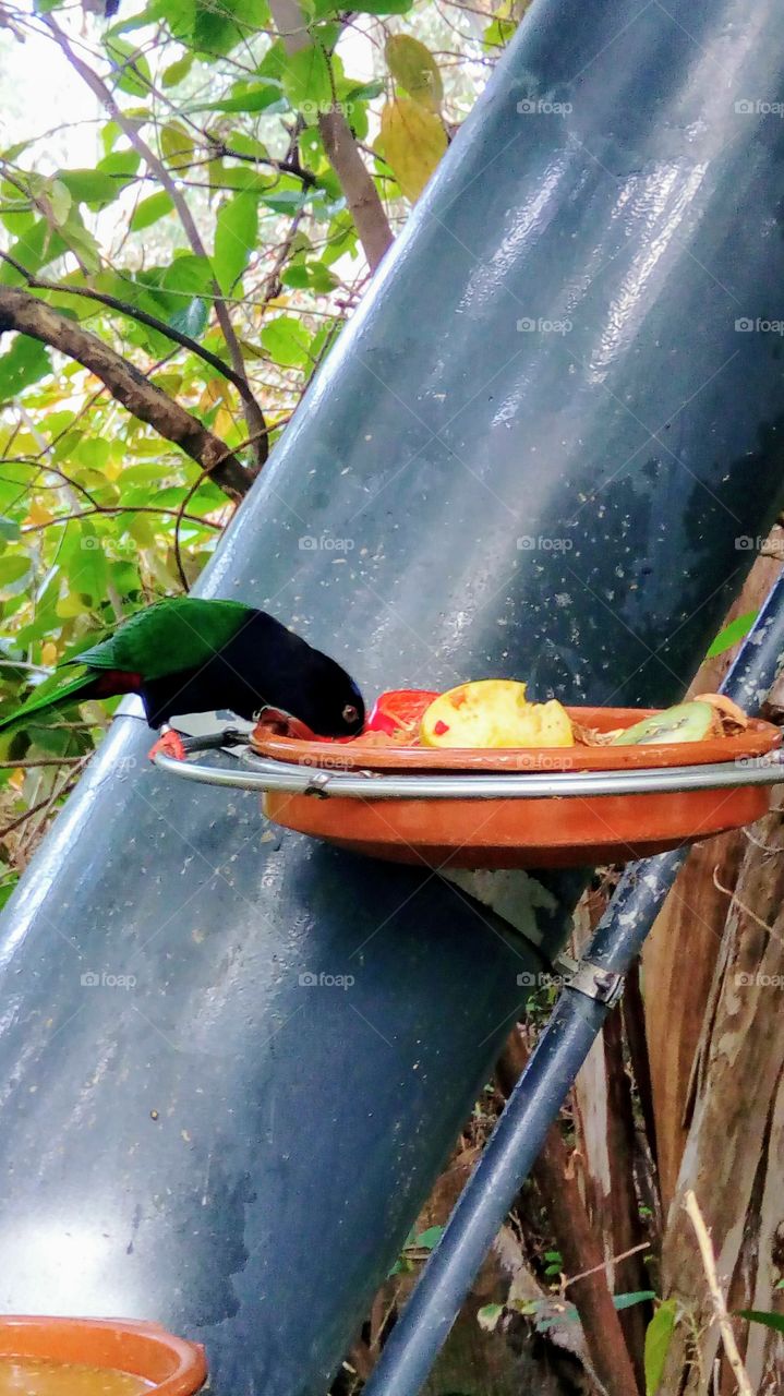 Bird eating breakfast at the world's best zoo(loro parque)