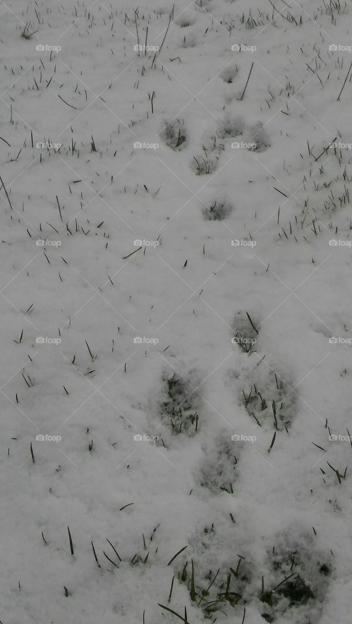 Fox Tracks In The Snow