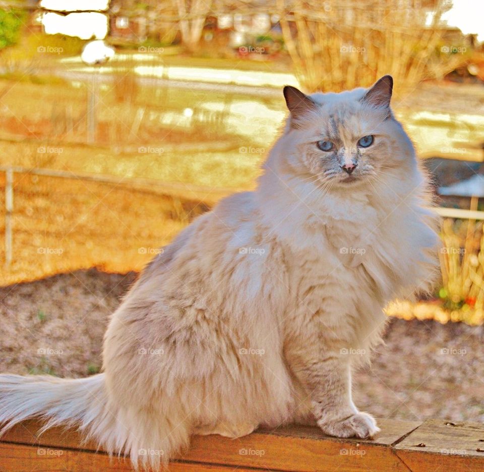 Cat sitting on the deck