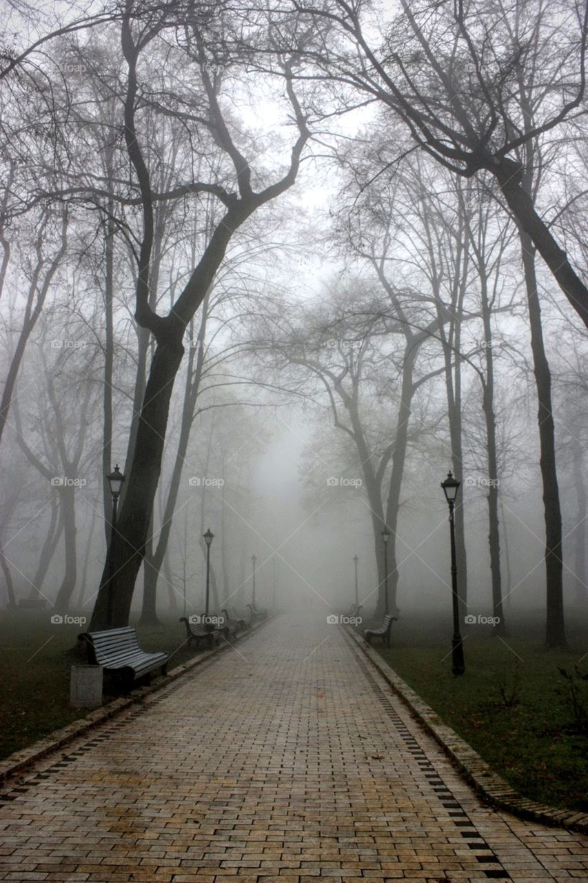 Tree, Fog, Wood, Mist, No Person