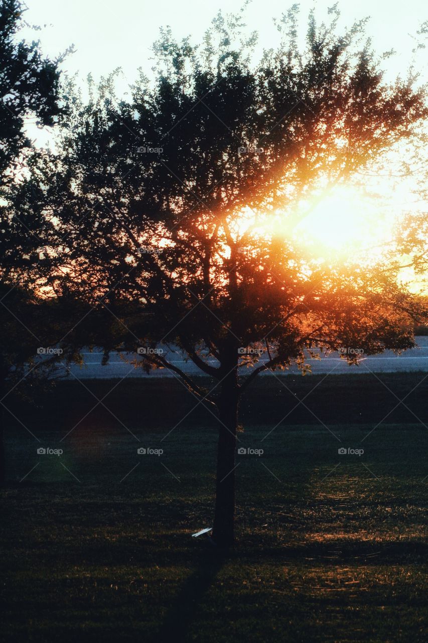 Dawn, No Person, Tree, Sun, Sunset