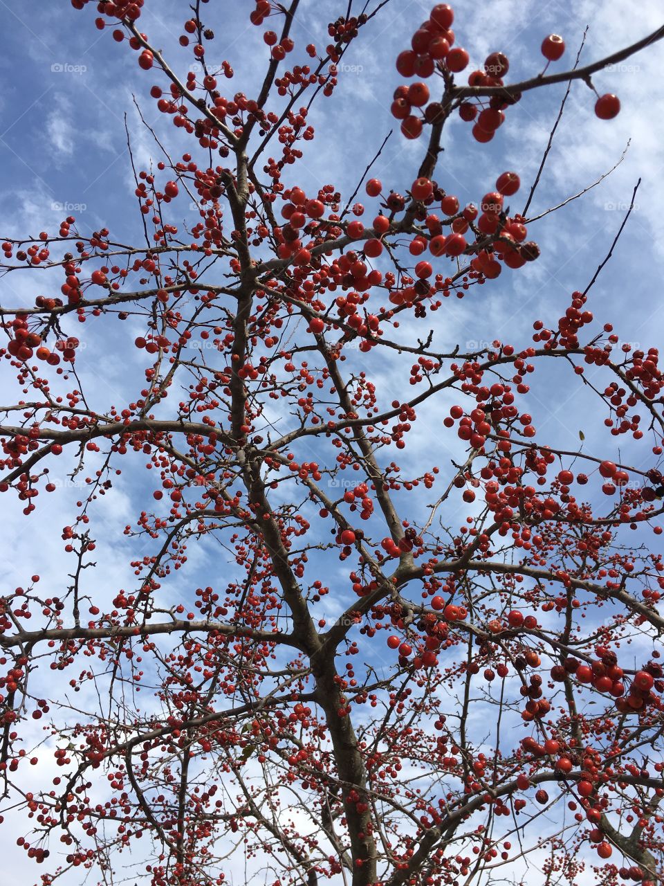 looking up at red berries that contrast the cloudy blue sky