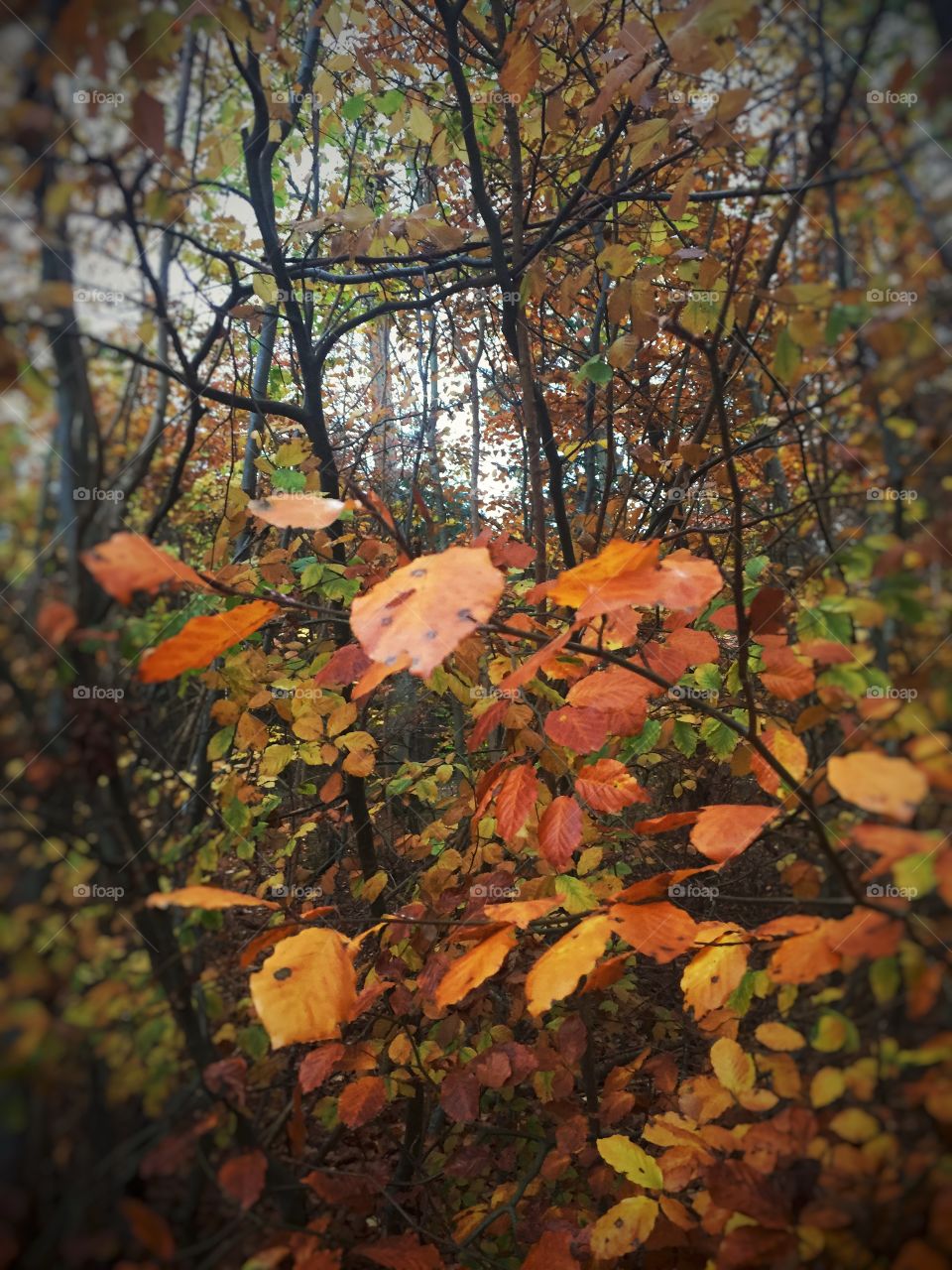 Autum in Denmark  