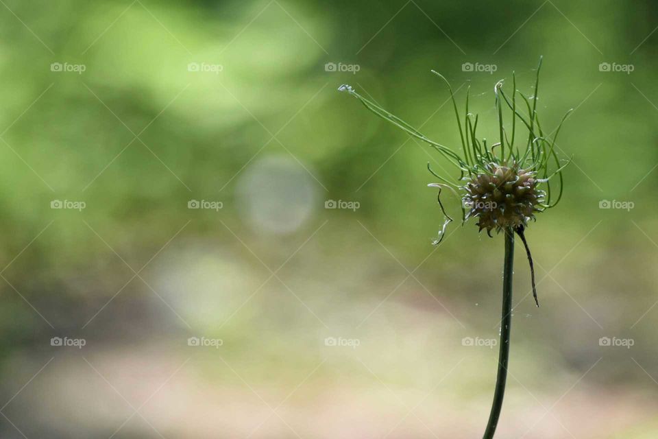 View of flower