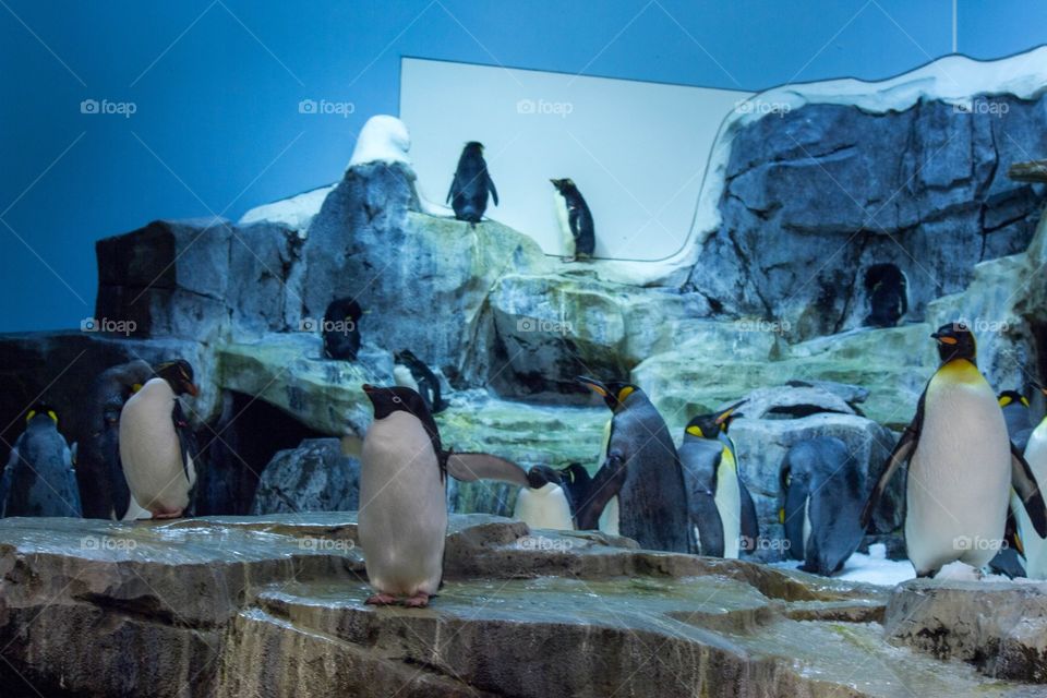 Penguins 