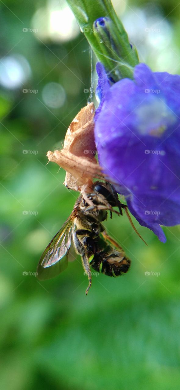 Little spider catches honey bee.