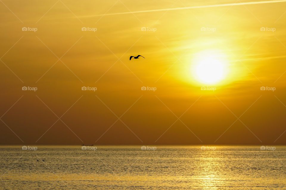 flying seagull on the sea and sunset background