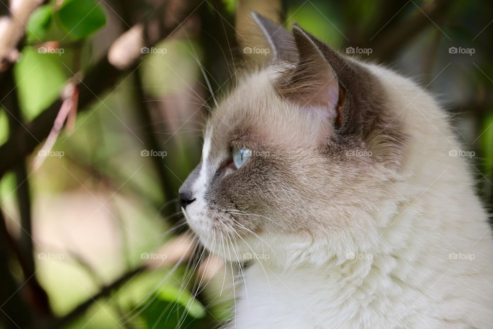 Profile headshot of a ragdoll tabby cat outdoors closeup 