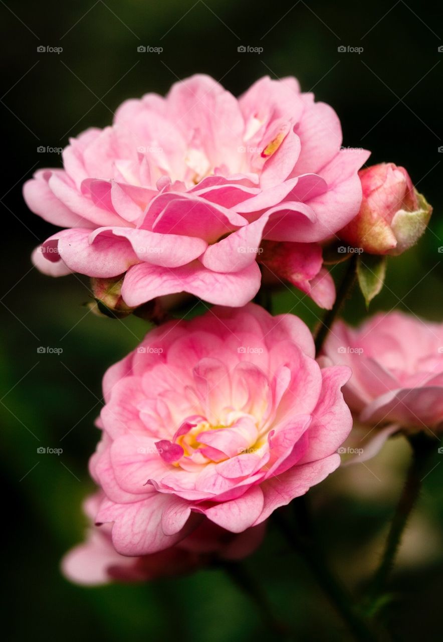 Small Japanese Roses