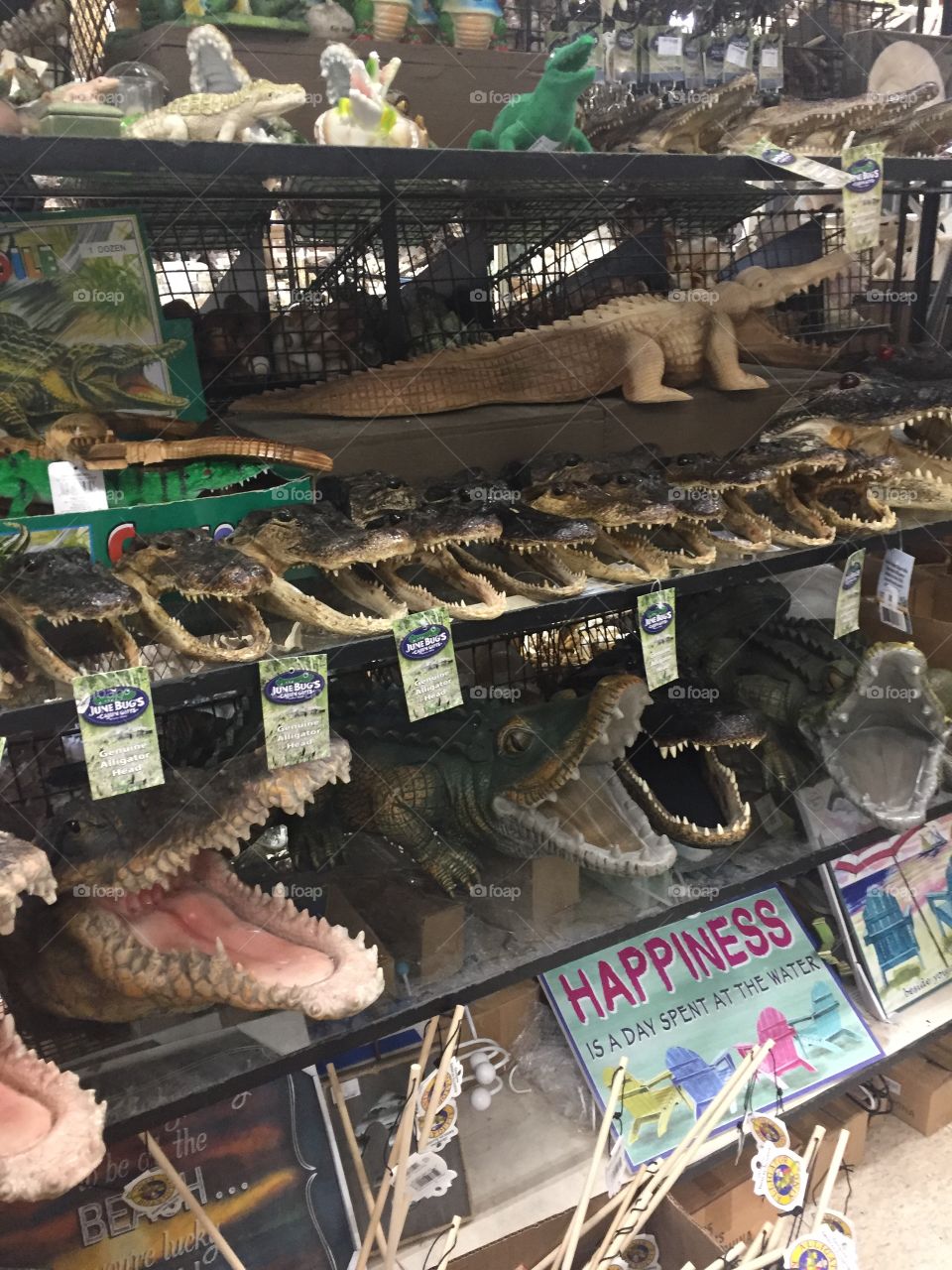 Gift shop in myrtle beach with crocodile and aligator skeleton heads 