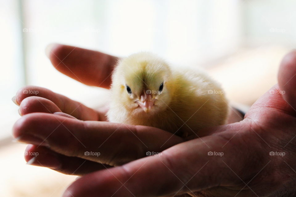 Holding Chick in hands