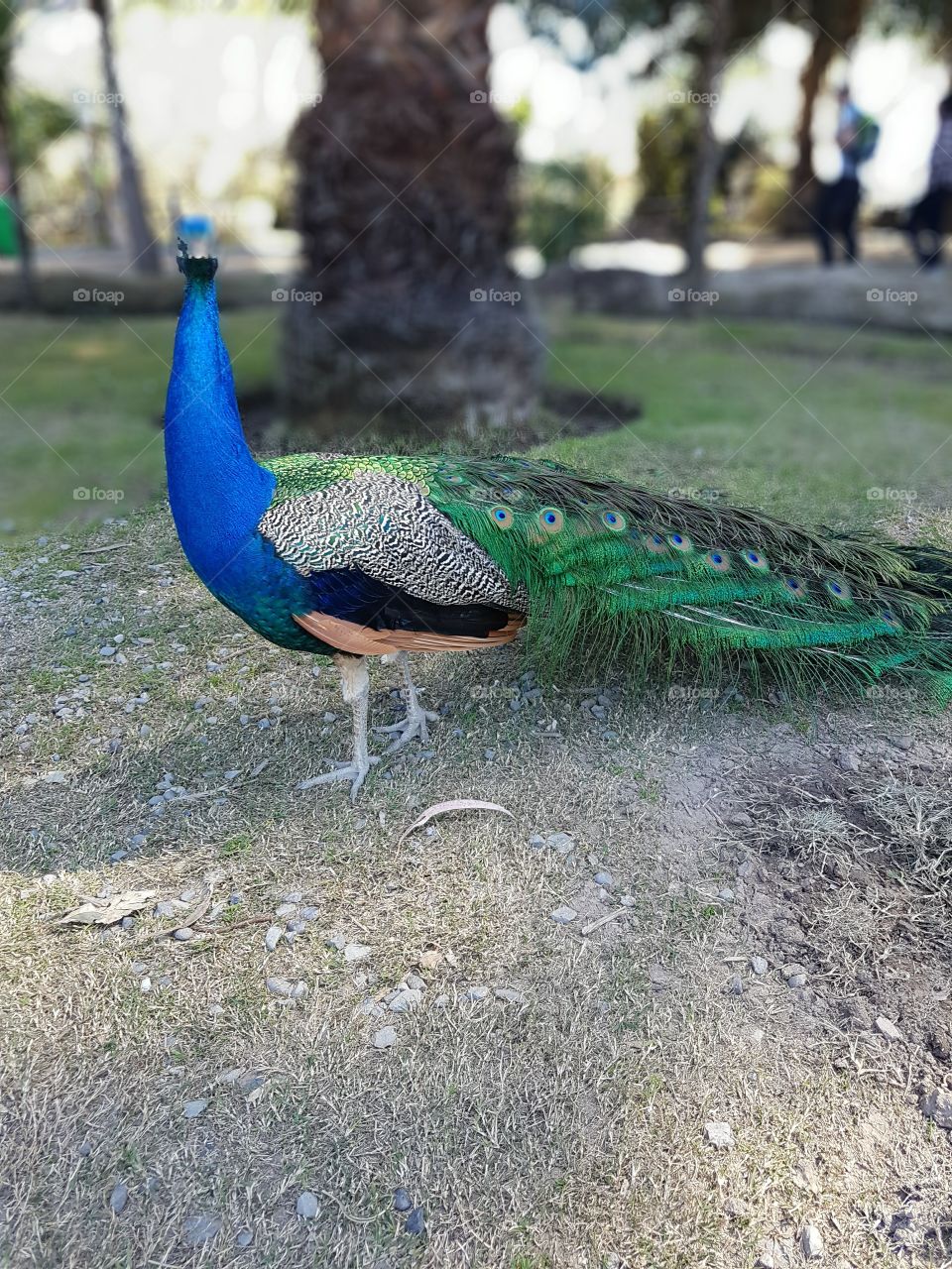 Peacock Pavo Real