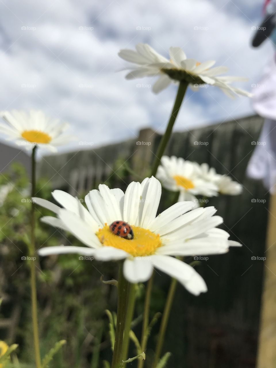 Ladybug on a daisy 