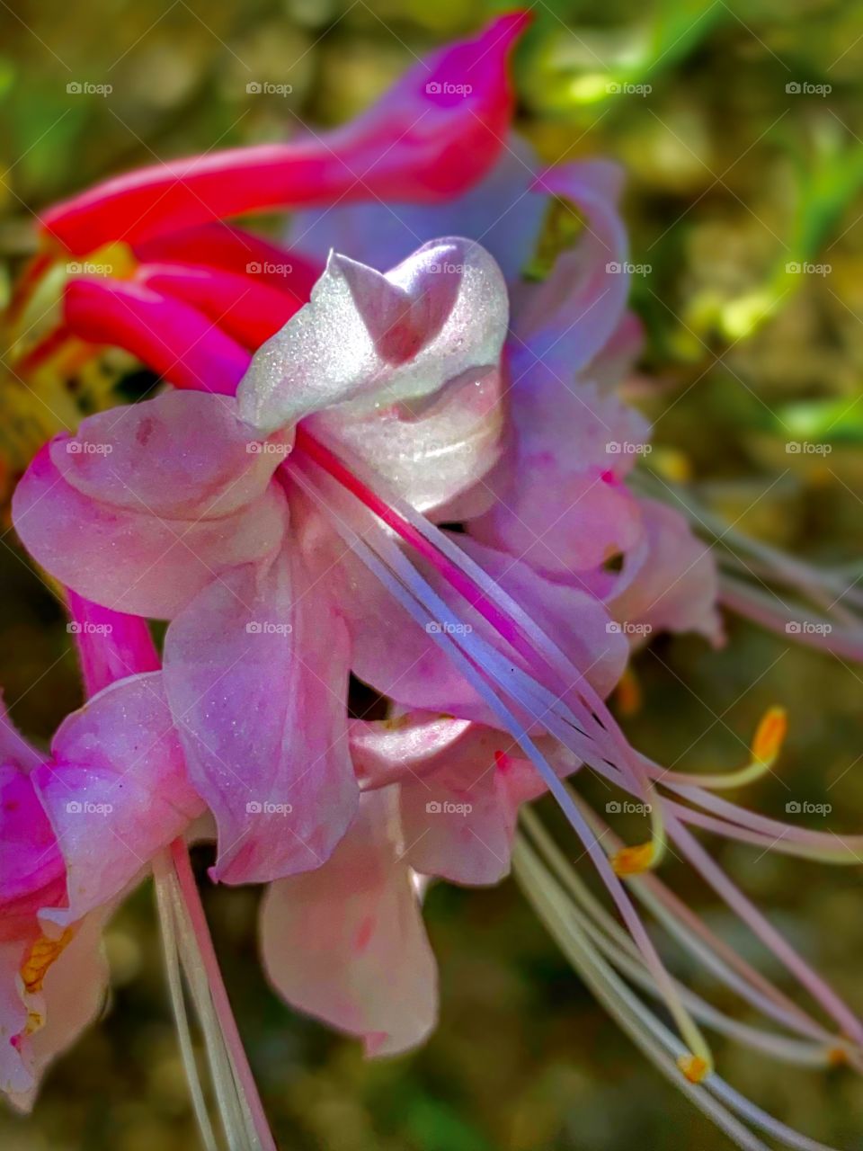 Rhododendron 