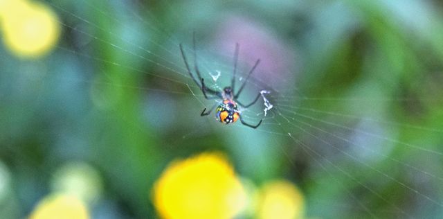 Spider Fright