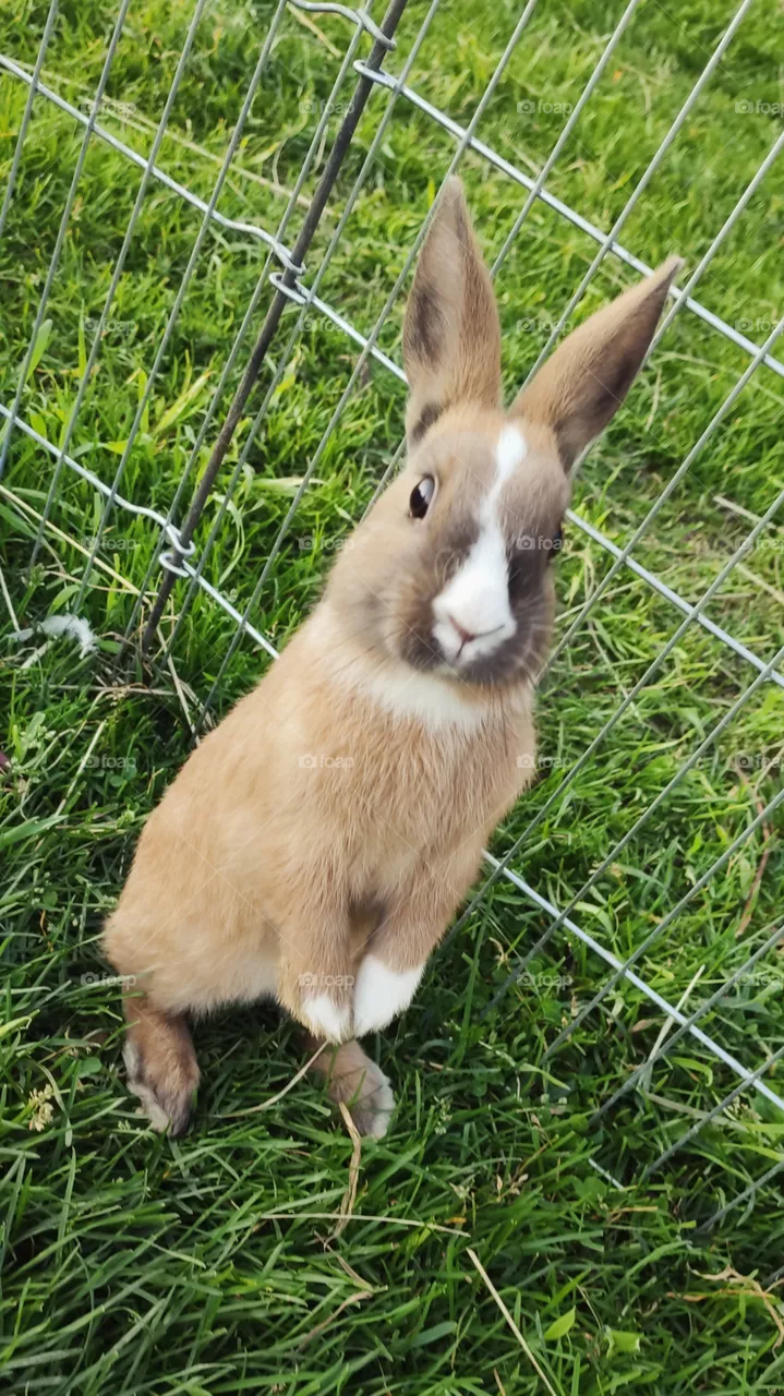 Bunny