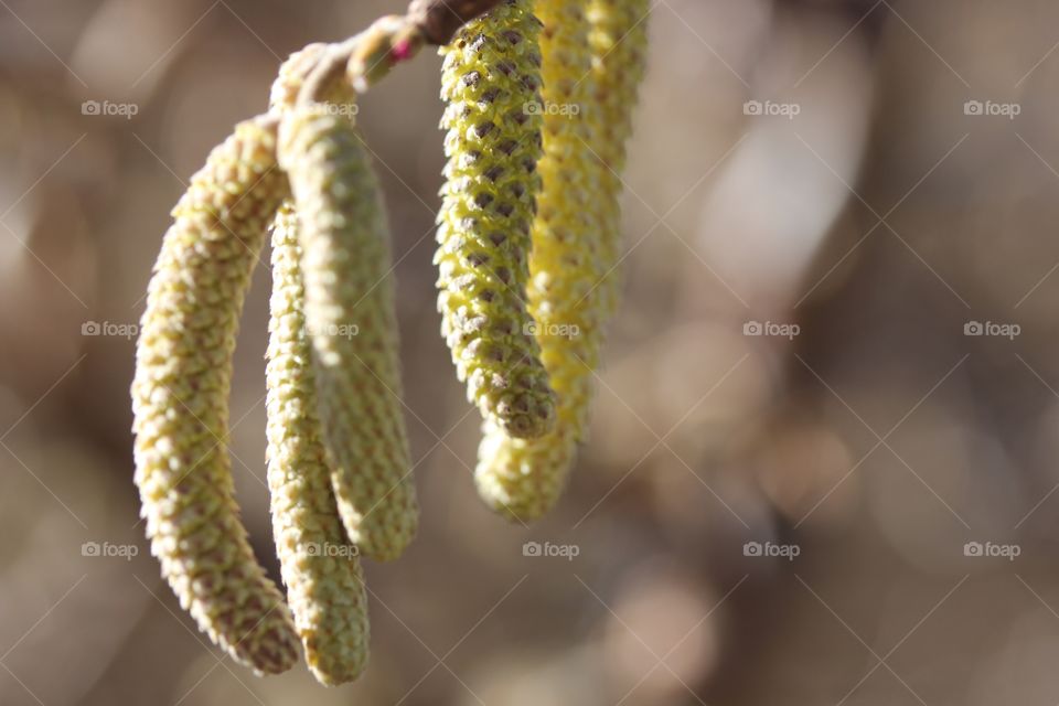 Close-up of hazel tree