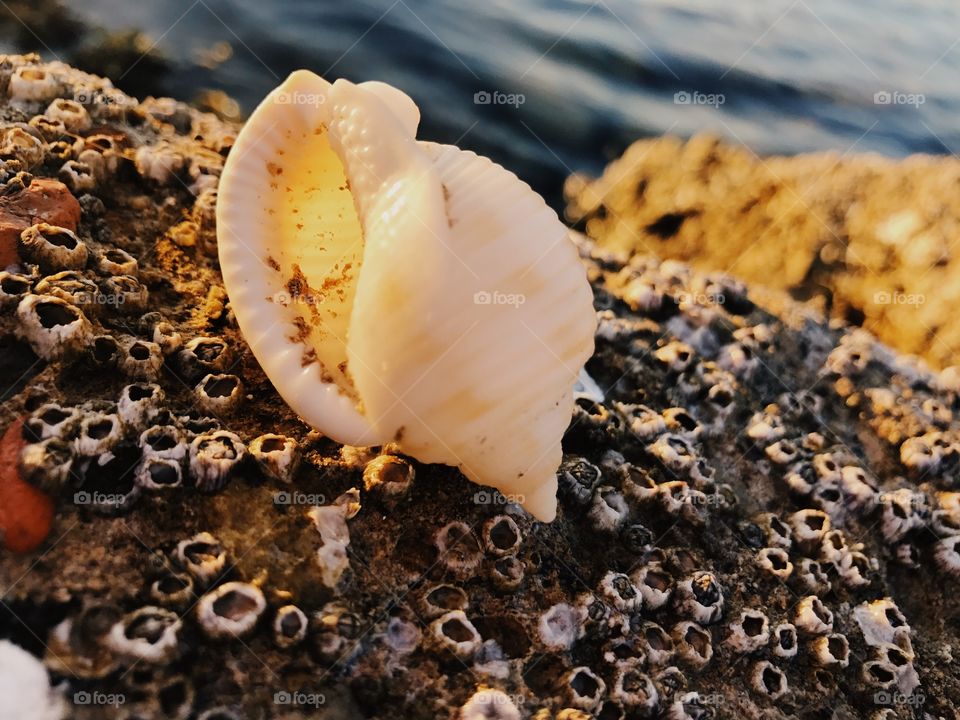 Seashells 