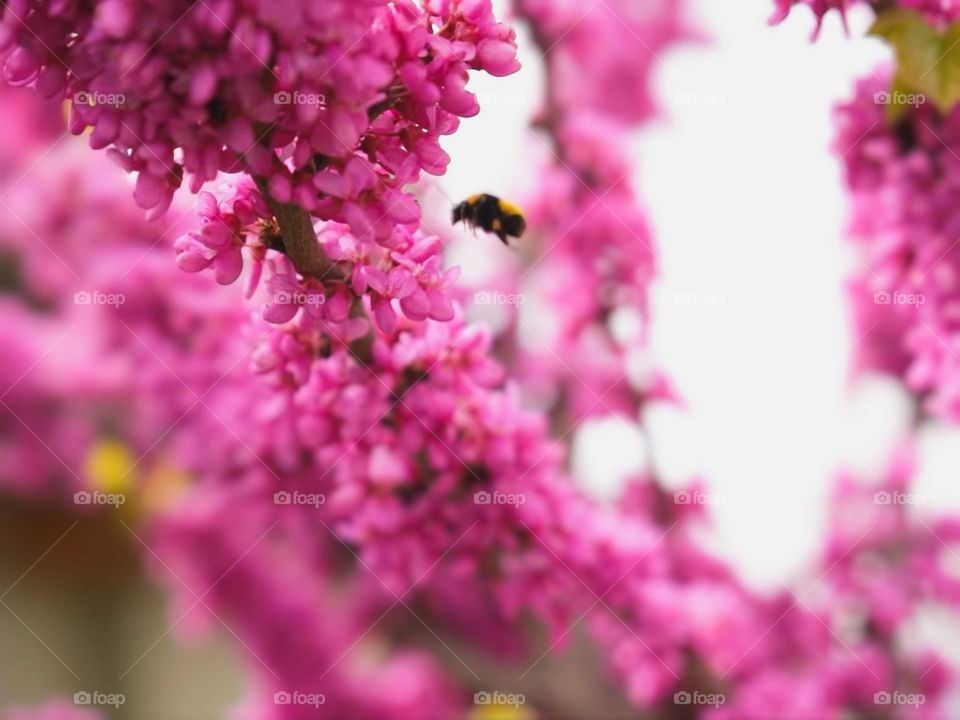 bee in the lilacs