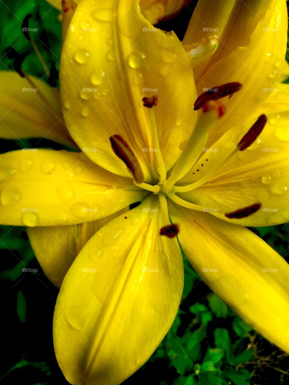 Dew on a lily 