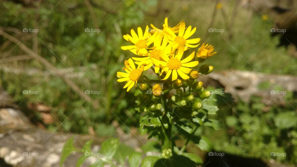 Nature, Flower, Flora, Summer, No Person