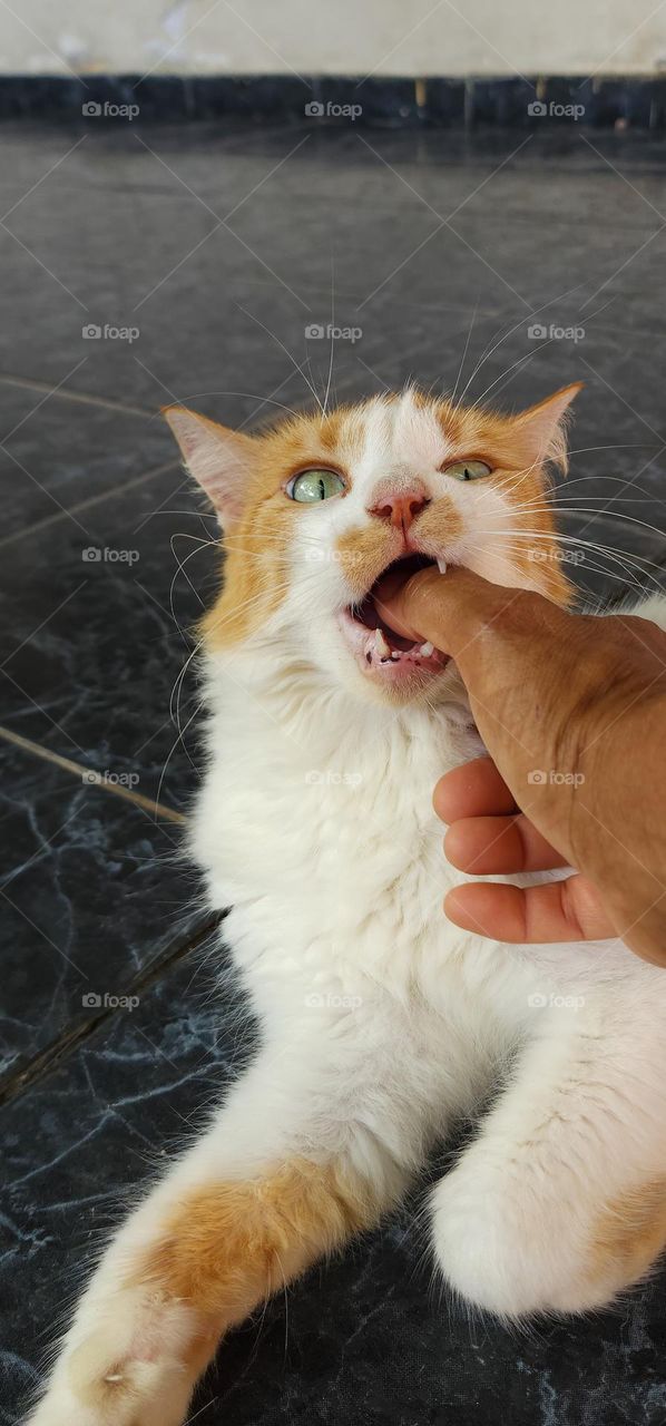 exercising little teeth on mom's fingers