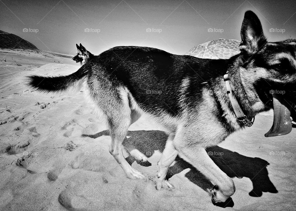 young German Sheppard male dog running along the top of a dune at the beach. It is a clear sunny day. Image is in black and white