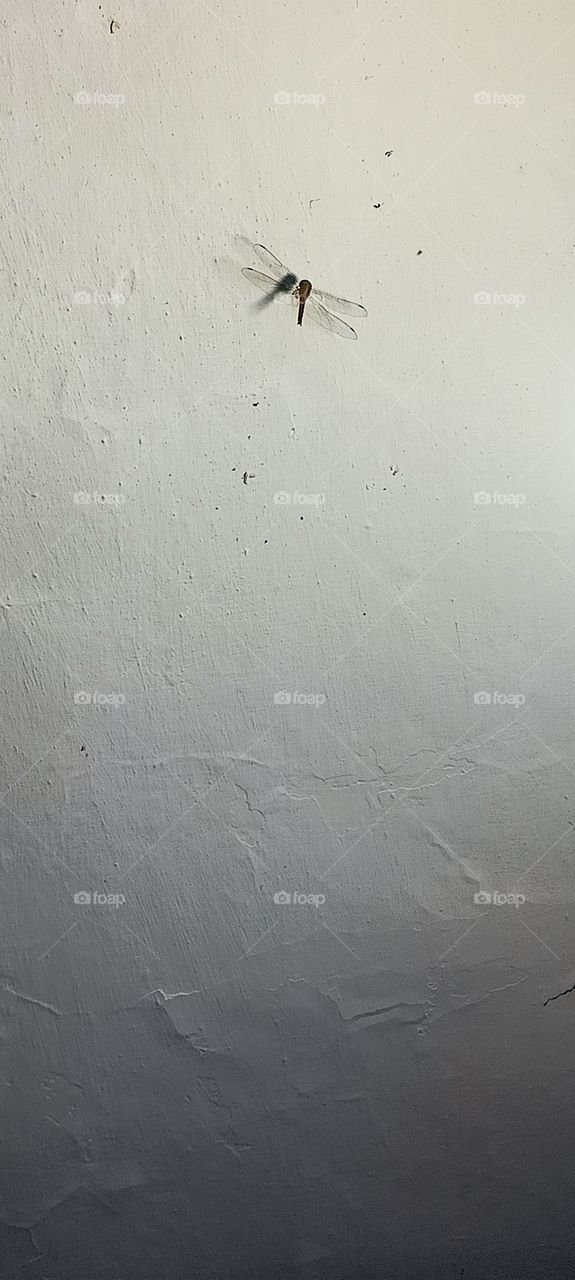 butterfly 🦋 butterfly (childhood memories) playing with butterfly