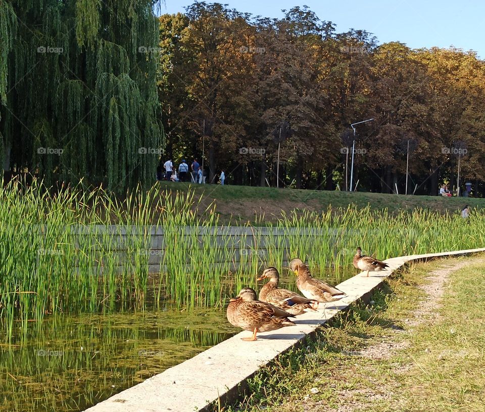 Birds & Bees - Nature in Motion. Ducks