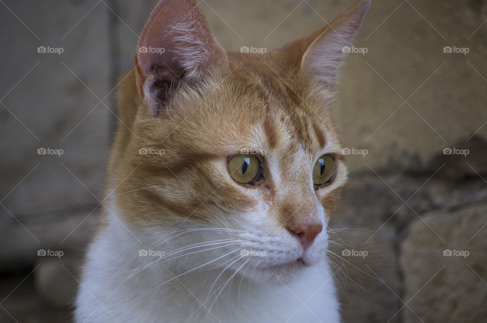 cat in valletta street