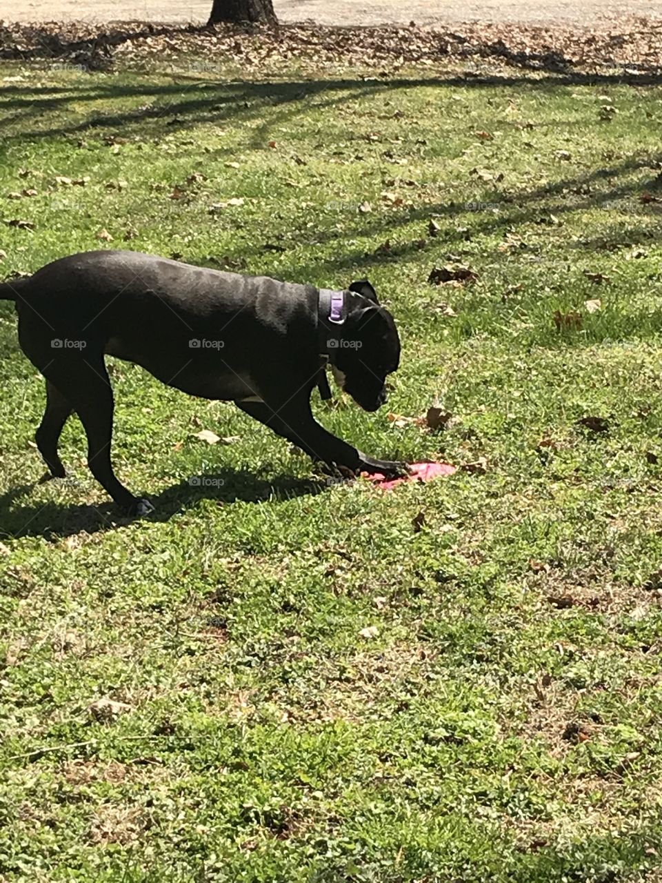 Playing frisbee at the park