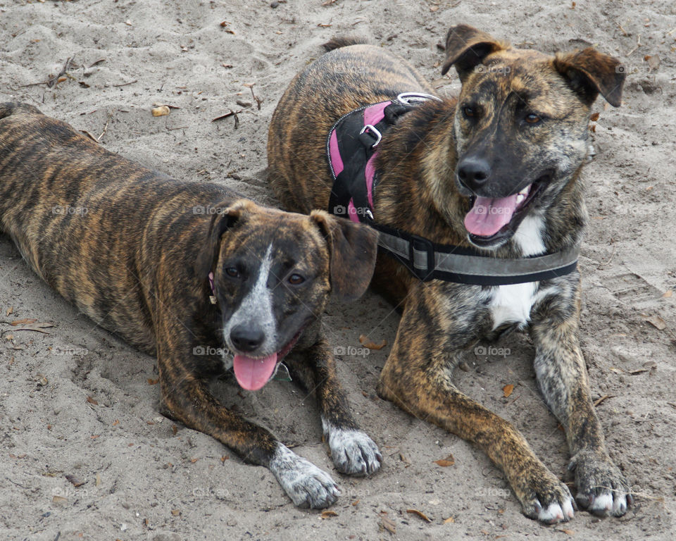 Two brindle dogs resting after play