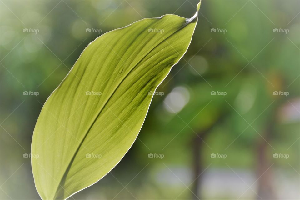 leaf