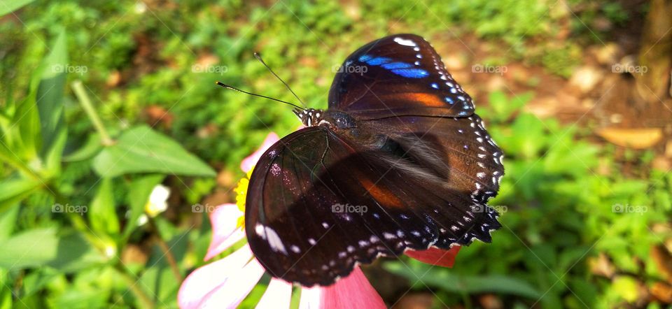 A beautiful butterfly in the afternoon sun perched on a flower