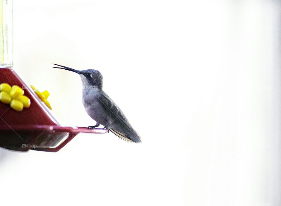 Hummingbird perching at bird feeder