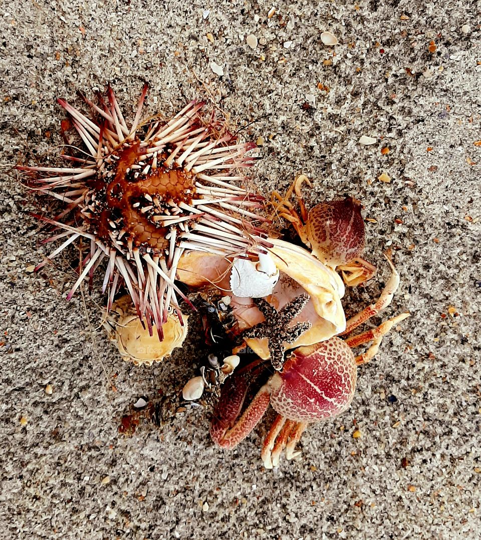 tiny treasures in the sand