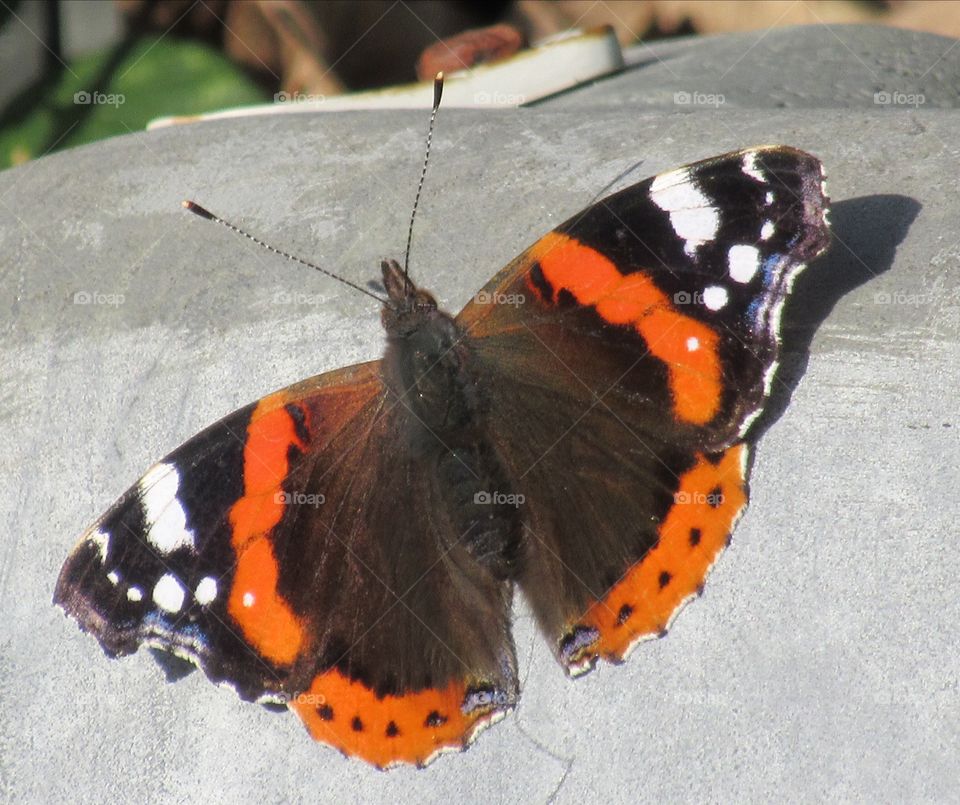 A red admiral butterfly taken In the garden on a late autumn day. Nearly going in to winter🦋