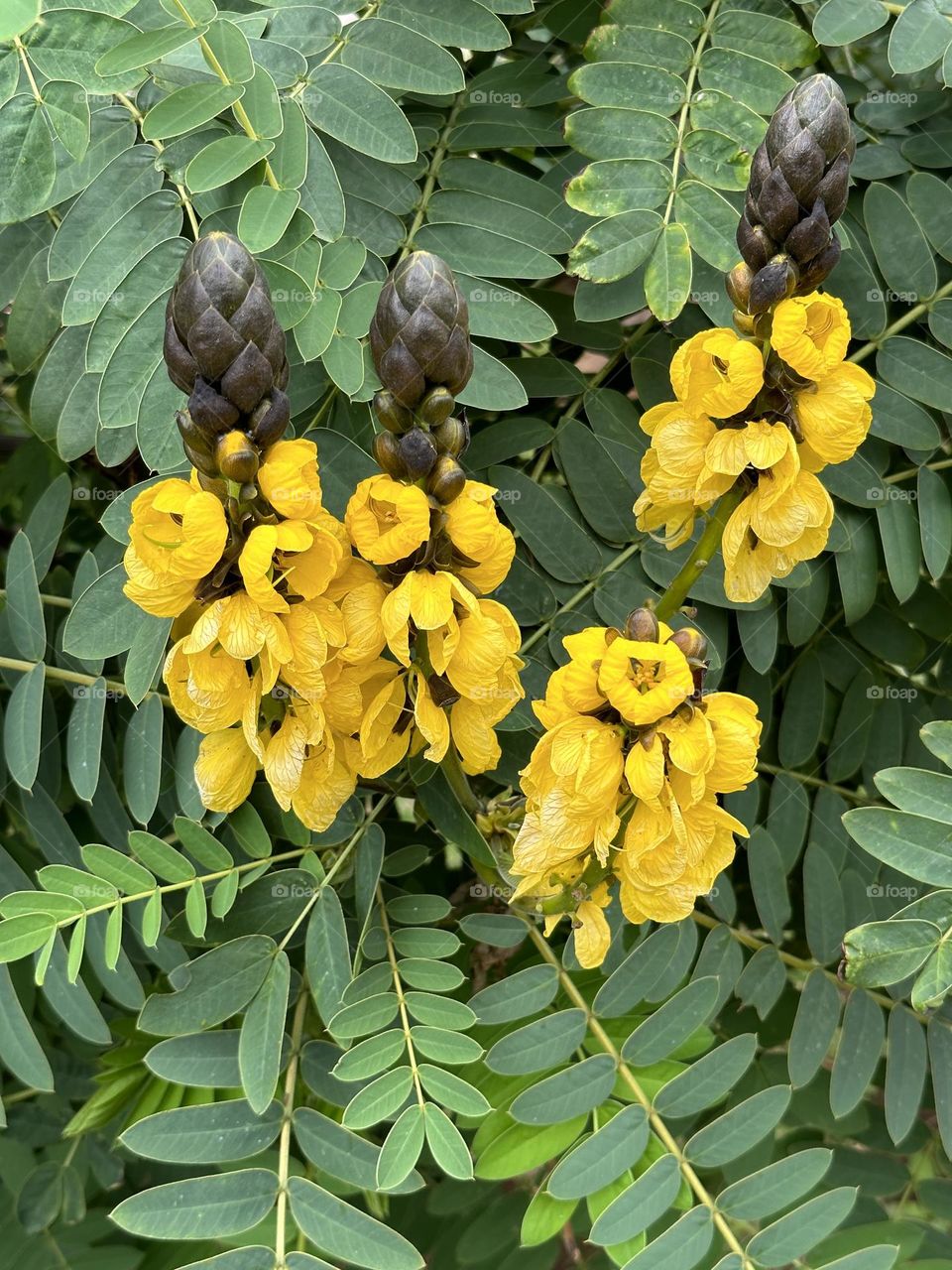A yellow and bright flower surrounded by green leaves known as a African Senna is a ornamental plant 