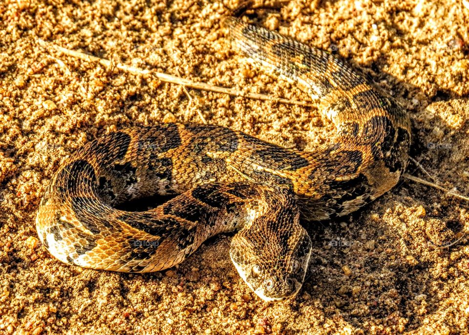 puff adder