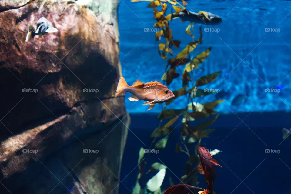 Tropical Fish