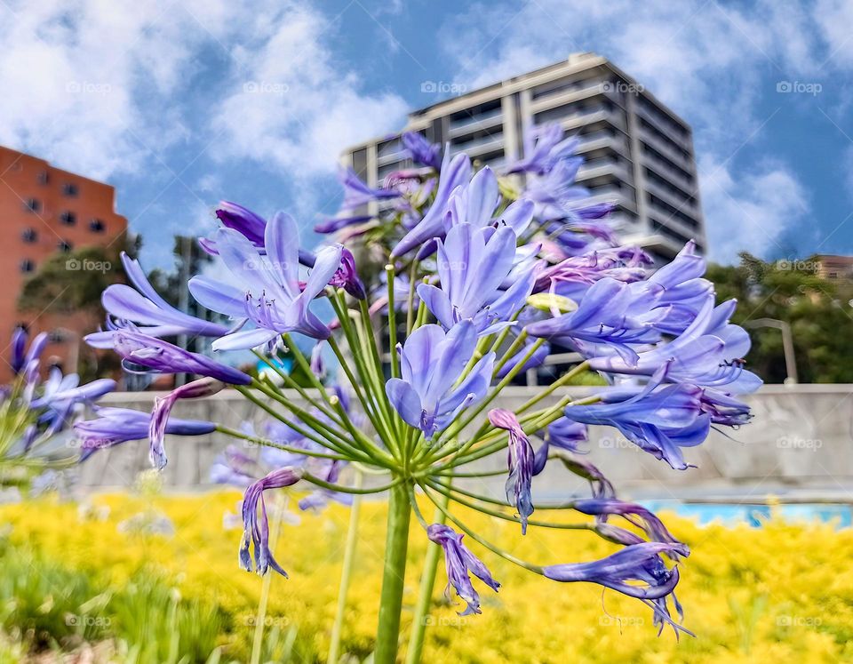 agapanthus flower in the park with city buildings in the background