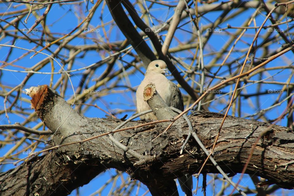 Dove Sitting High in Tree
